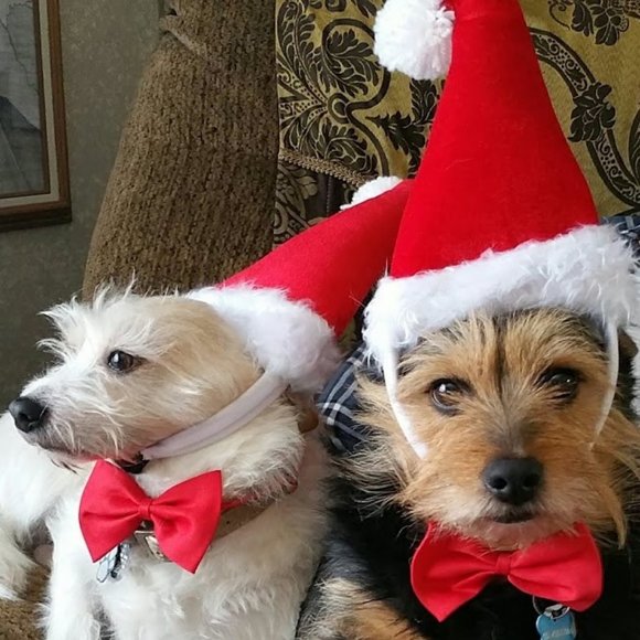 Meet your Posher, Rita - Picture 6 of 7